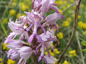 orchis militaris x simia